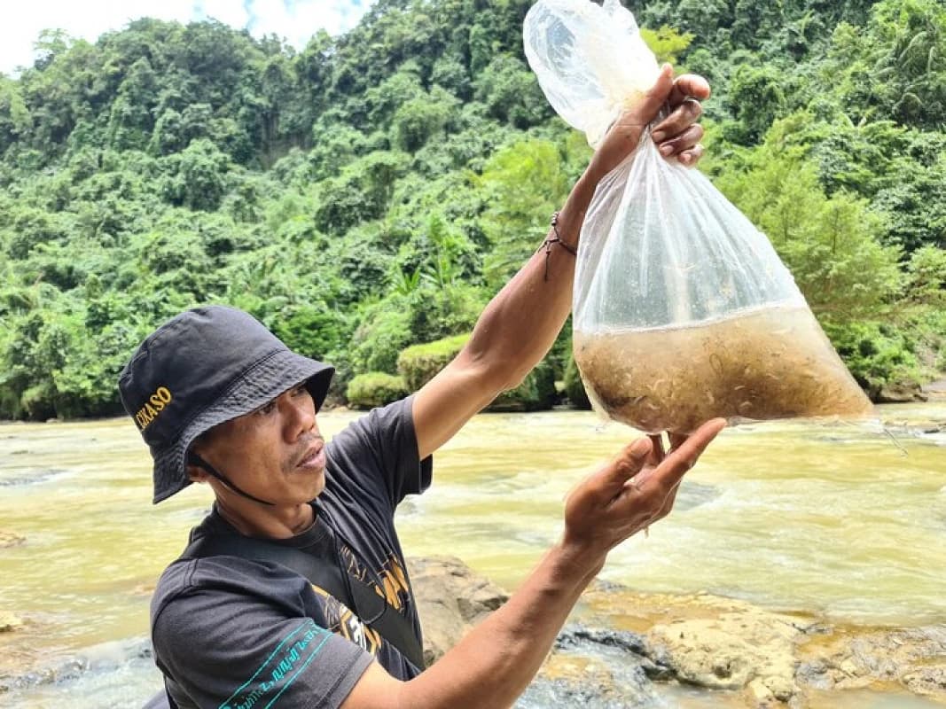 Strengthening Tropical Anguillid Eel Management in the ASEAN Region